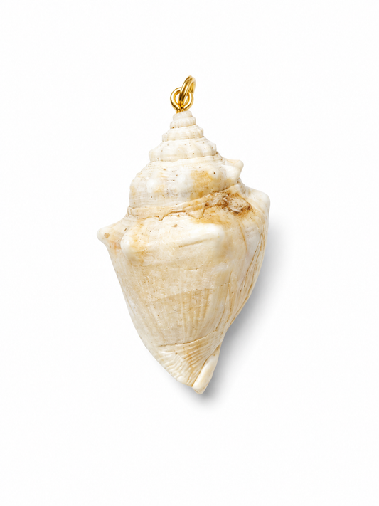 Shore Relic No. 01 one-of-a-kind large shell