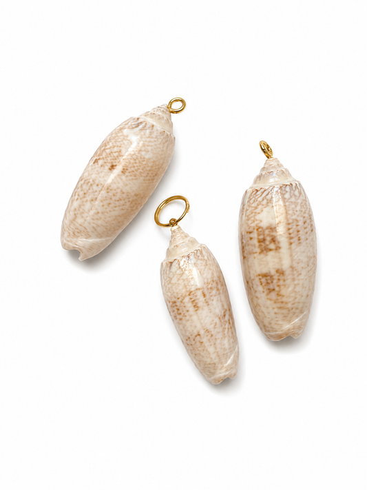 Shore Relic No. 04 small batch of olive shells