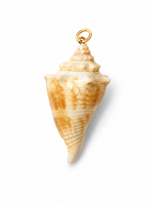 Shore Relic No. 02, one-of-a-kind meduim size shell