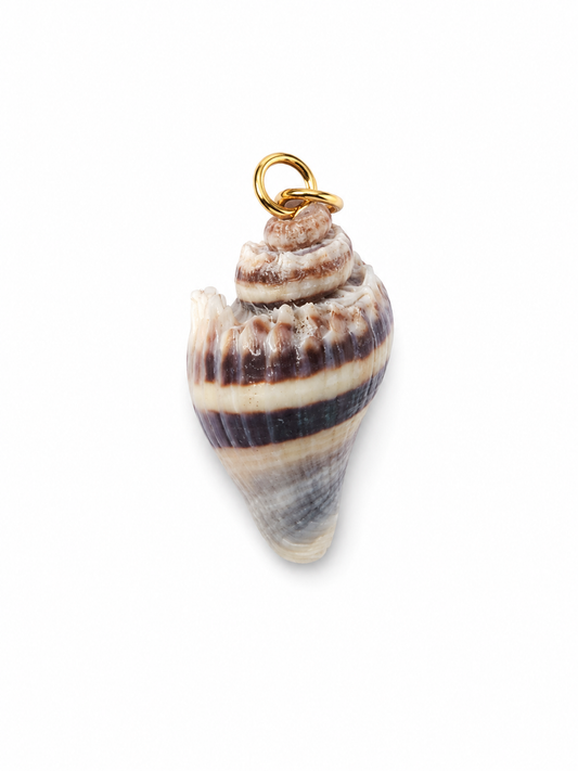 Shore Relic No. 03 one-of-a-kind striped shell 